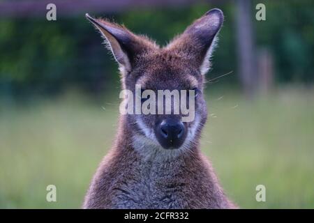 Nahaufnahme des Rothalswallaby oder Bennett's Wallaby (Macropus Rufograiseus) im Tschechischen Bauernhofpark. Kopfporträt von niedlichen braunen tasmanischen Wallaby. Stockfoto