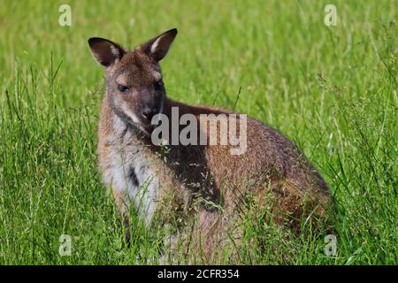 Nahaufnahme des Rothalswallaby oder Bennett's Wallaby (Macropus Rufograiseus), die im Gras im Tschechischen Bauernhofpark stehen. Stockfoto