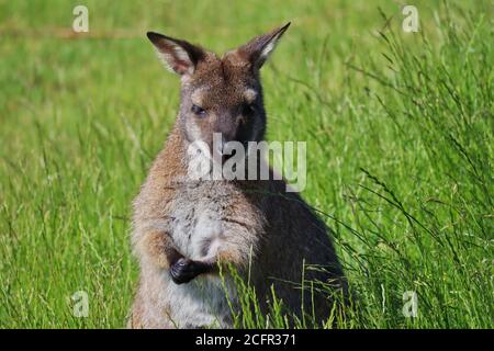 Nahaufnahme des Rothalswallaby oder Bennett's Wallaby (Macropus Rufograiseus), die im Gras mit Klauen Händen im Tschechischen Bauernhofpark stehen. Stockfoto