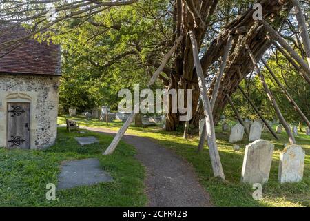 Alter Eibenbaum (ca. 1600 Jahre alt) von Unterstützungen in St. Mary und St. Peter's Kirchhof, Wilmington, Sussex Stockfoto