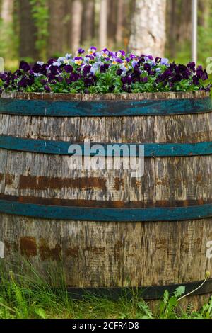 Ein altes Holzfass mit bunten Stiefmütterchen, die darin aufblühen Stockfoto