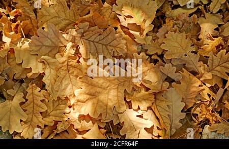 Ein Haufen trockener Herbstblätter auf dem Boden Stockfoto