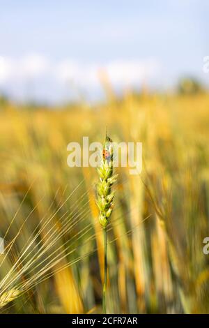 Das Insekt der Marienkäfer auf dem Ohr des Roggen oder des Weizens. Ohren Weizen oder Roggen Nahaufnahme. Wunderbare Ländliche Landschaft. Label Art Design. Idee von Rich Harvest. Makro Stockfoto