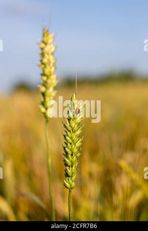Das Insekt der Marienkäfer auf dem Ohr des Roggen oder des Weizens. Ohren Weizen oder Roggen Nahaufnahme. Wunderbare Ländliche Landschaft. Label Art Design. Idee von Rich Harvest. Makro Stockfoto