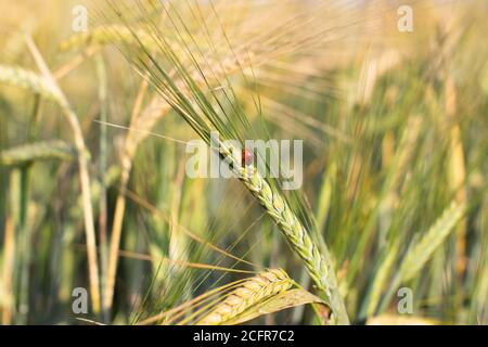 Das Insekt der Marienkäfer auf dem Ohr des Roggen oder des Weizens. Ohren Weizen oder Roggen Nahaufnahme. Wunderbare Ländliche Landschaft. Label Art Design. Idee von Rich Harvest. Makro Stockfoto