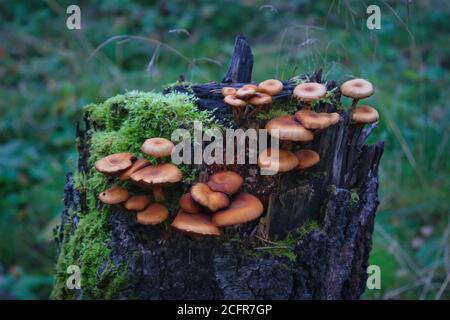 Viele armillaria mellea auf dem alten Baumstumpf in Holz. Stockfoto