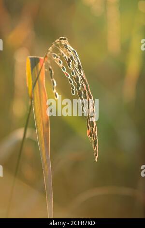 Hom Mali oder Jasmin Reisöhren in einem Reisfeld. Thailand. Nahaufnahme. Stockfoto