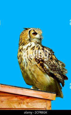 Eurasische Adler Eule lateinischer Name Bubo bubo auf einem thront Abwurf Stockfoto