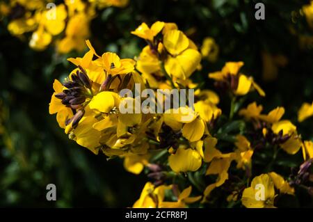 Eine Gruppe gelber, gewöhnlicher Gorse-Blüten. Nahaufnahme der Yorkshire Flora im Frühling. Gedreht im April in der Nähe von Whitby Abbey. Stockfoto