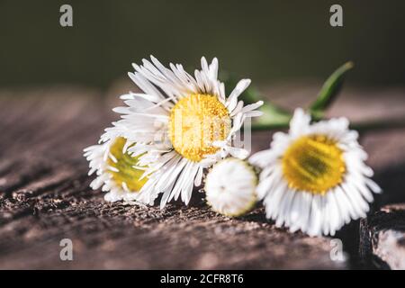 Ein winziger Strauß kleiner Gänseblümchen, die im Sonnenlicht liegen Auf einem großen Baumstumpf Stockfoto