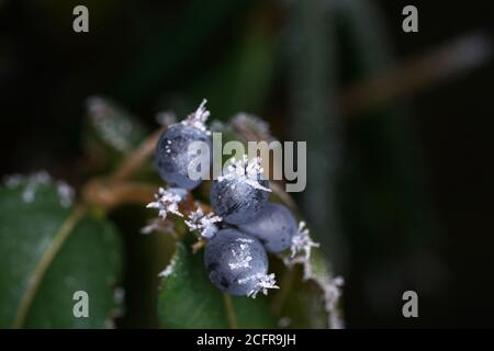 Nahaufnahme von Heidelbeeren mit Frost in der Natur bedeckt Stockfoto