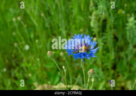 Eine Biene sammelt Nektar aus einer Zichoriumblume. Kornblume blau. Stockfoto