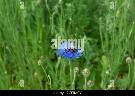 Eine Biene sammelt Nektar aus einer Zichoriumblume. Kornblume blau. Stockfoto