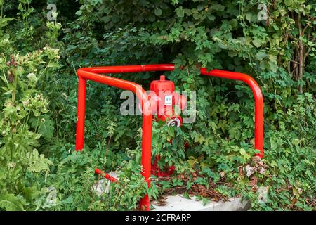 Rot gefärbter Hydrant überrannt von Sträuchern Stockfoto