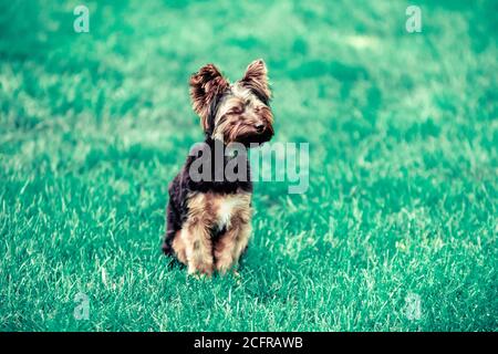 Yorkie Welpe riecht die Brise Stockfoto