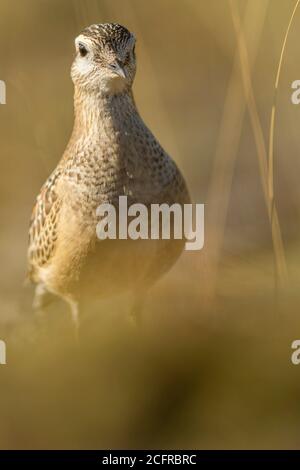 Ein Dotterel (Charadrius morinellus) während seiner Wanderung in Katalonien Stockfoto