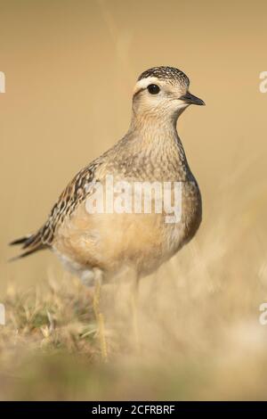 Ein Dotterel (Charadrius morinellus) während seiner Wanderung in Katalonien Stockfoto