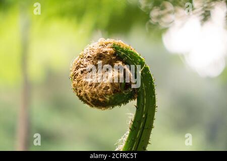 Ein Farn ist ein Mitglied einer Gefäßgruppe Pflanzen (Pflanzen mit Xylem und Phloem) Die sich über Sporen fortpflanzen und weder Samen noch Blüten haben Stockfoto