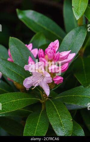 Schöne weiß-rosa Rhododendron Blumen in einem Stadtpark. Stockfoto