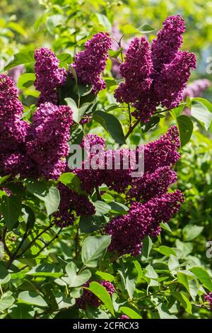 Fliederzweig mit dunkelvioletten Blüten und grünen Blättern. Stockfoto