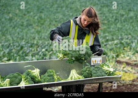 St Andrews, Schottland, Großbritannien. 7 September, 2020.Osteuropäische Saisonarbeiter Handarbeit Verarbeitung oder Floretting Brokkoli in einem Feld außerhalb St. Andrews in Fife. Die Arbeiter kommen aus Ländern wie Bulgarien, Rumänien und der Ukraine. Nach dem Florieren wird der Brokkoli zum Einfrieren nach England transportiert. Iain Masterton/Alamy Live News Stockfoto