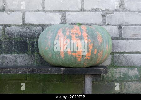 Riesiges Grün mit orangen Flecken Kürbis auf alte Bank platziert Vor Betonziegel mit grünen Flechten Wand mit Speicherplatz kopieren Stockfoto