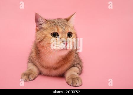 Britische Kurzhaarkatze auf rosa Wand schaut zur Seite. Stockfoto