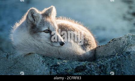 Arktischer Fuchs schläft auf Felsen Stockfoto