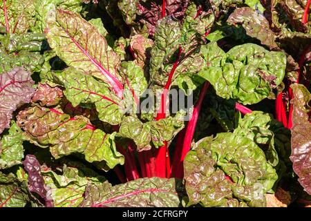 Red mangold, Schweizer Chardenreihe im Gemüsegarten produzieren Stockfoto