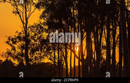 Sonnenuntergang Silhouette im südlichen Brasilien. Der Kontrast der Sonnenuntergangsfarben tritt auf, wenn die Strahlen die Atmosphäre mit größerer Reichweite erreichen. Langwellen-Kolo Stockfoto