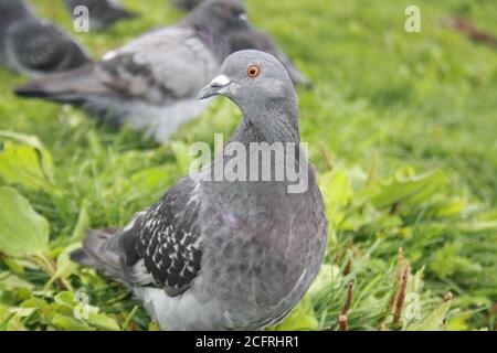 Taube auf einem Boden oder Pflaster in einer Stadt. Taube steht. Taube oder Taube auf verschwommenem Hintergrund. Taubenkonzept Foto. Stockfoto