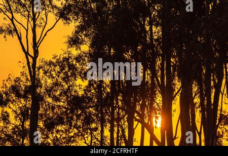 Sonnenuntergang Silhouette im südlichen Brasilien. Der Kontrast der Sonnenuntergangsfarben tritt auf, wenn die Strahlen die Atmosphäre mit größerer Reichweite erreichen. Langwellen-Kolo Stockfoto