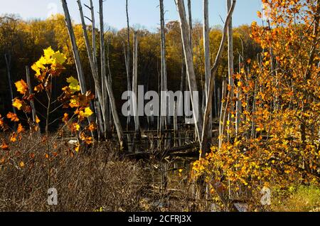 Pinery Narrows im Cuyahoga Valley National Park. Adler nisten in den Narrows. Fotografiert im Herbst, heben sich die gelben und orangen Blätter hervor. Stockfoto