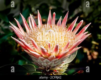 Protea Blume, Protea sp. Sugar Bush Pflanze, heimisch in Südafrika Stockfoto