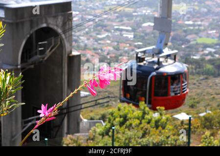 Eine Tafelberg-Seilbahn, die gerade den Berg aufsteigt. Stockfoto