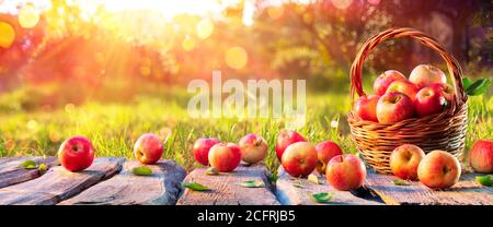 Rote Äpfel im Korb auf Holztisch in Orchard AT Sonnenuntergang - Herbsthintergrund Stockfoto