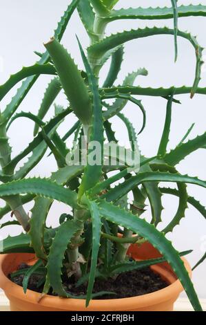 aloe Vera Pflanze in einem Orangentopf, hausgemachte Aloe Vera Stockfoto
