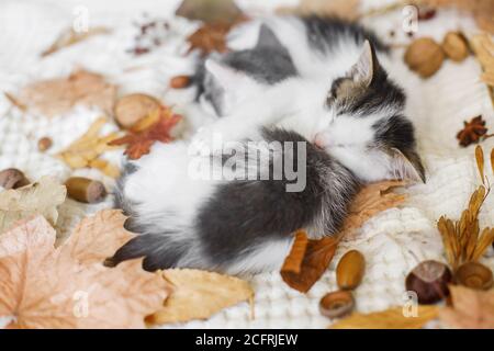 Liebenswert Kätzchen schlafen im Herbst Blätter auf weiche Decke. Zwei niedliche weiße und graue Kätzchen kuscheln und schlummern im Herbst Dekorationen auf bequemen Bett in Stockfoto