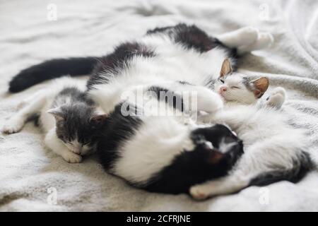 Nette Katze schläft mit kleinen Kätzchen auf weichem Bett. Mutter Katze ruht mit Baby Kätzchen auf bequeme Decke im Zimmer, süß liebenswert Moment. Mutterschaft und Stockfoto