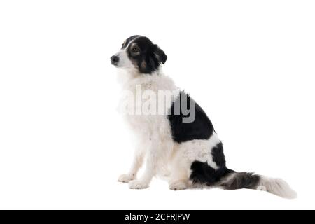 Ein schwarz-weißer australischer Schäferhund sitzt isoliert in Weißer Hintergrund schaut zur Seite Stockfoto