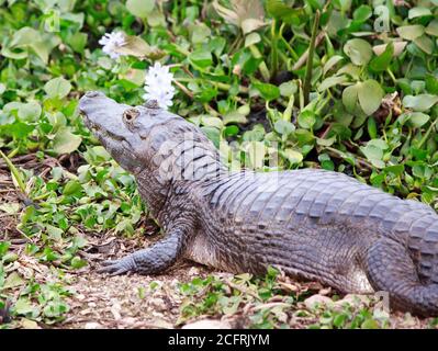Wild Caiman unter einem Sumpf von bunten Blättern und Wild Hyazinth Blumen, Brasilien Stockfoto