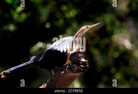 Männliche Darter- Anhinga - auf einem toten Baumstamm mit einem natürlichen Busch Hintergrund im Pantanal, Mato Grosso, Brasilien Stockfoto