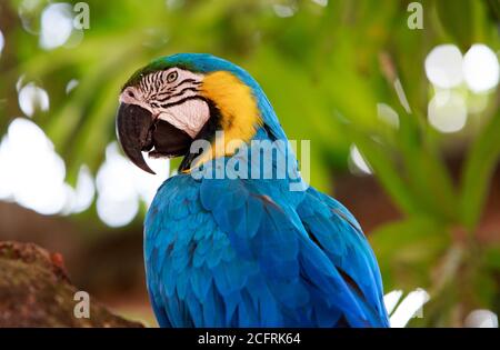 Gelber und blauer Ara mit einem natürlichen grünen Hintergrund. Gerettet aus dem Tierhandel ist dieser Ara glücklich, in einer Lodge im pantanal zu bleiben Stockfoto