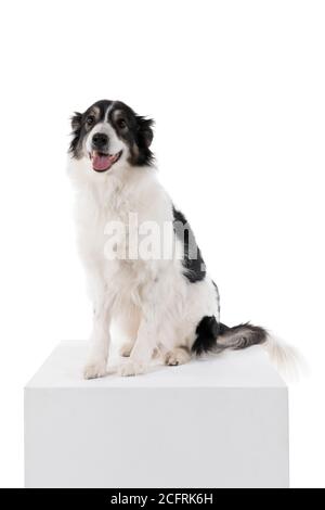 Schwarz und weiß Australian Shepherd Hund sitzt isoliert in weiß Vorderansicht im Hintergrund Stockfoto