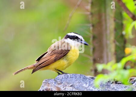 Kleiner Kiskadee steht auf einem kleinen Felsen mit Regentropfen vor einem natürlichen grünen Hintergrund, Pantanal, Mato Grosso, Brasilien Stockfoto