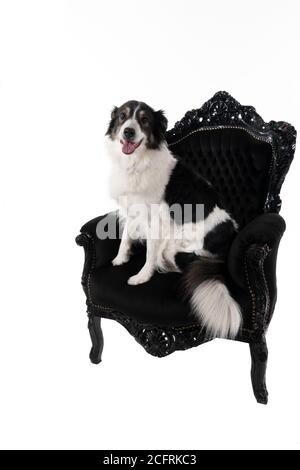 Schwarz und weiß Australian Shepherd Hund sitzt in einem Barock Sessel isoliert in weißem Hintergrund Blick auf die Kamera Stockfoto