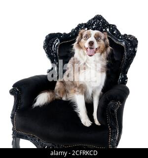 Ein Porträt eines braunen und weißen australischen Schäferhundes Sitzen in einem barocken Sessel isoliert in weißem Hintergrund suchen An der Kamera Stockfoto