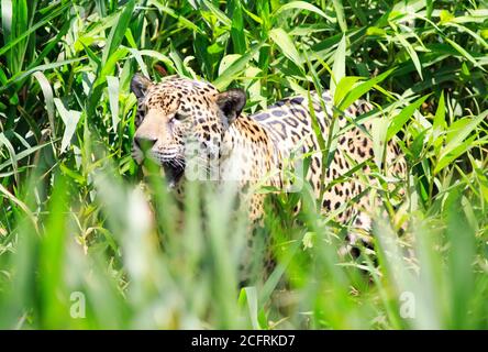 Wachsam aussehende Jaguar (Panthera onca) zu Fuß durch dichten Busch im Pantanal, Mato Grosso, Brasilien Stockfoto