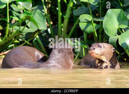 Giant River Otter spielen mit einer guten Ansicht von einem Otter Gesicht, im pantanal, Mato Grosso Brasilien. Stockfoto