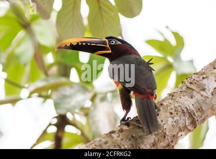 Nahaufnahme eines kastanienohrigen Aracari - (Pteroglossus castanotis) - ein Mitglied der Tukan-Familie. Gesehen thront auf einem lebendigen grünen Baum in der Stockfoto